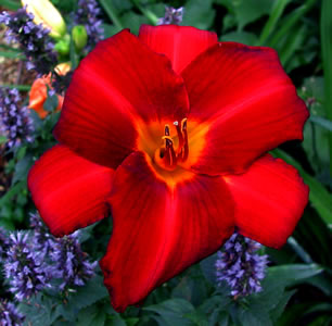 Hemerocallis Scarlet Tanager
